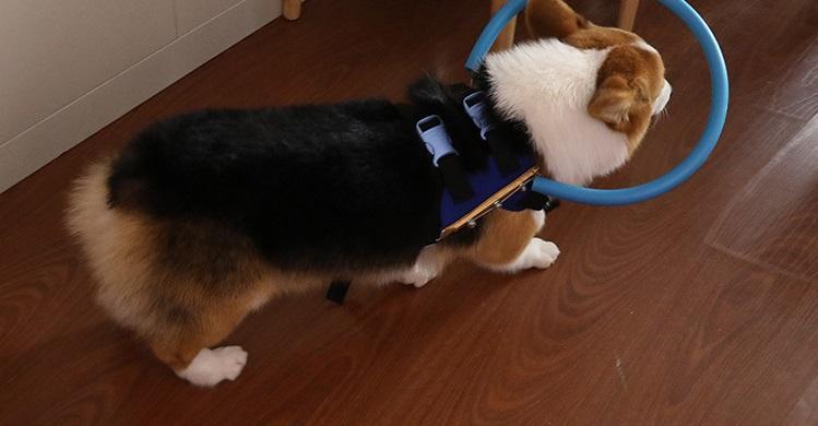 Blind Dog Bumper Collar Harness — Anti-Collision Mobility Aid 5