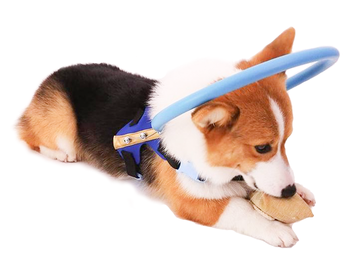 Blind Dog Bumper Collar Harness — Anti-Collision Mobility Aid 2