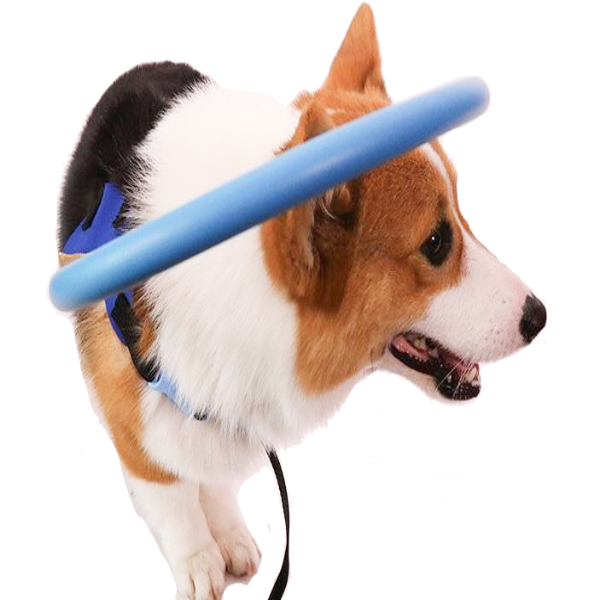 Blind Dog Bumper Collar Harness — Anti-Collision Mobility Aid 1