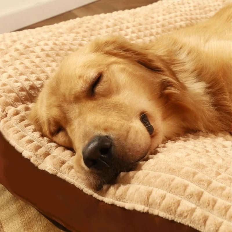 Orthopedic Dog Bed — High-Density Foam with Washable Cover 2