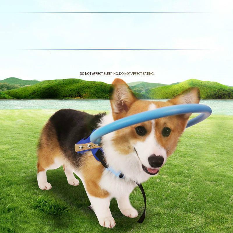 Blind Dog Bumper Collar Harness — Anti-Collision Mobility Aid 3